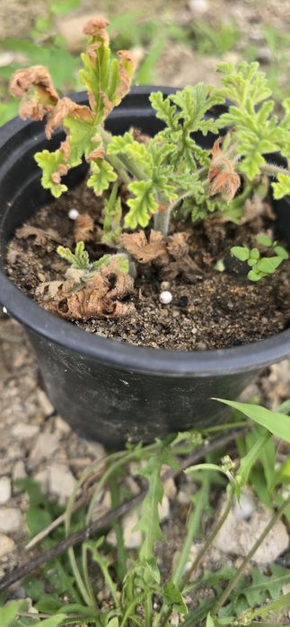 Vendo citronelas de vários tamanhos.