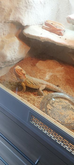 Agama kompletne terarium