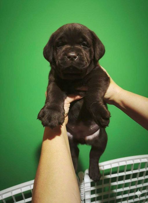 Шоколадні лабрадори документи КСУ-FCI