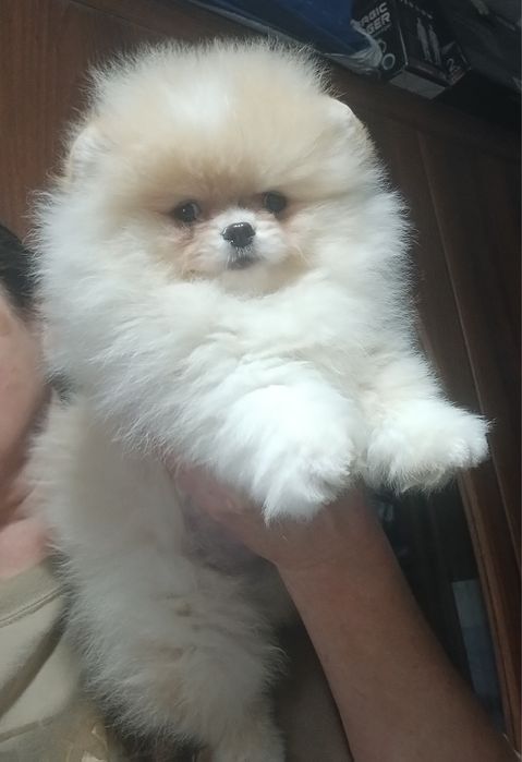 Малюки померашки для вас КСУ