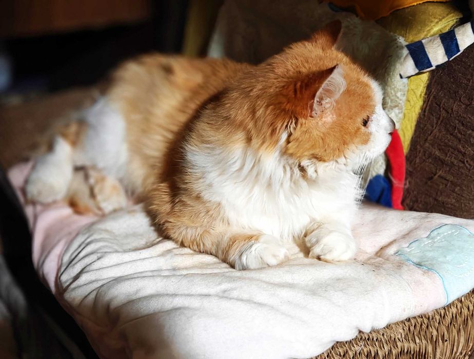 Сонячний котик Пушок 1.5 р, врятуйте котика, терміново потрібний дім