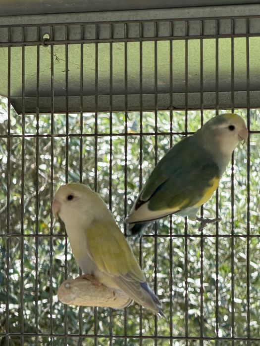 Agapornis roseicollis