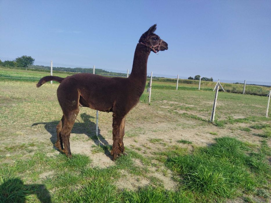 Sprzedam samca Bono 7 lat