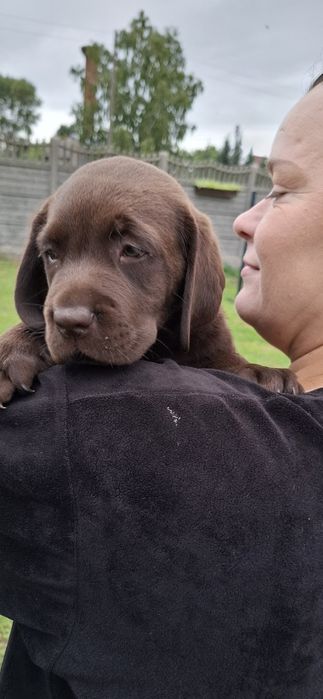 Labrador retriever szczeniak