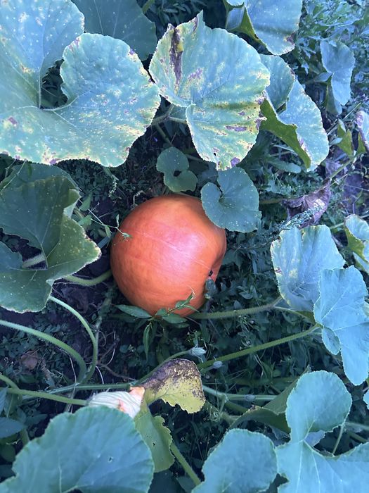 Dynia ozdobna i jadalna 2,50 zł/kg