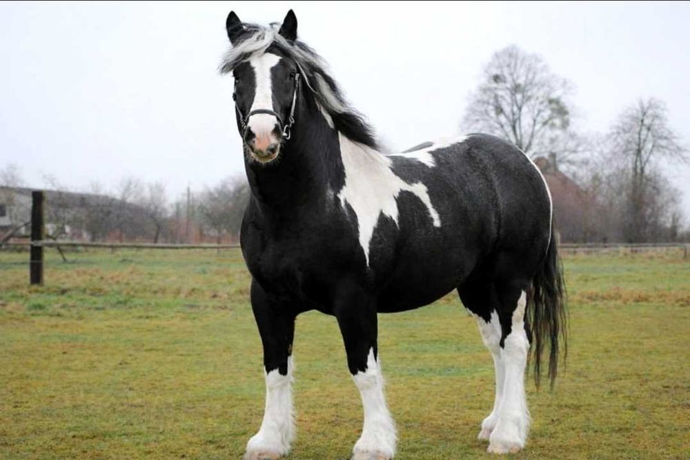 Stanówka ogierem srokatym