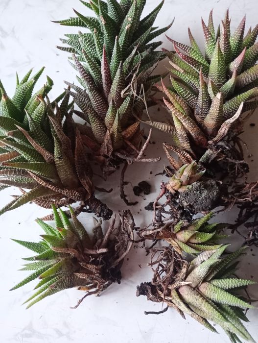 Сукулент хавортія