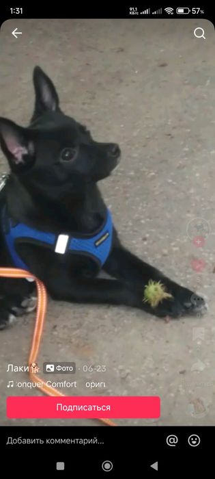 Красавчик Лаки ,Ищем Красотку