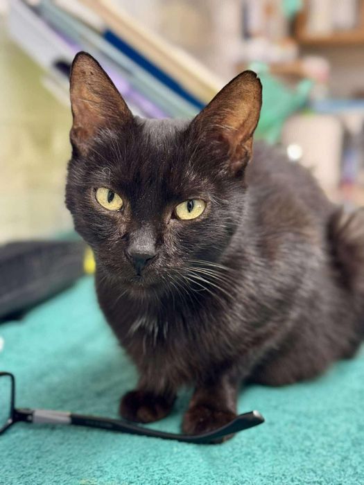 Tarta , czarna młoda kotka po sterylizacji