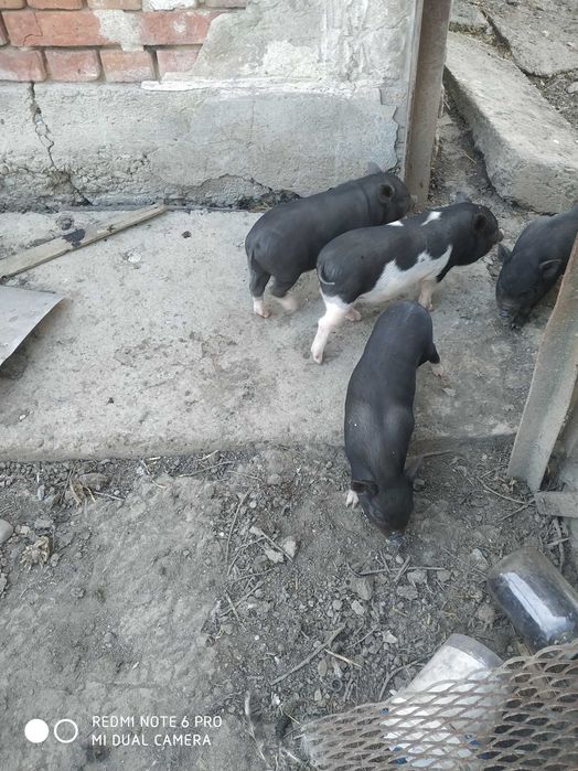 В*єтнамські поросята .льошки з поросятами