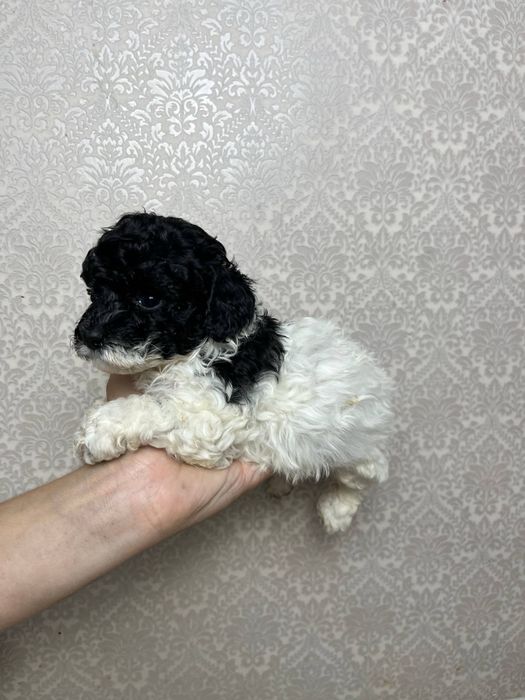 Чарівне цуценя мальтіпу