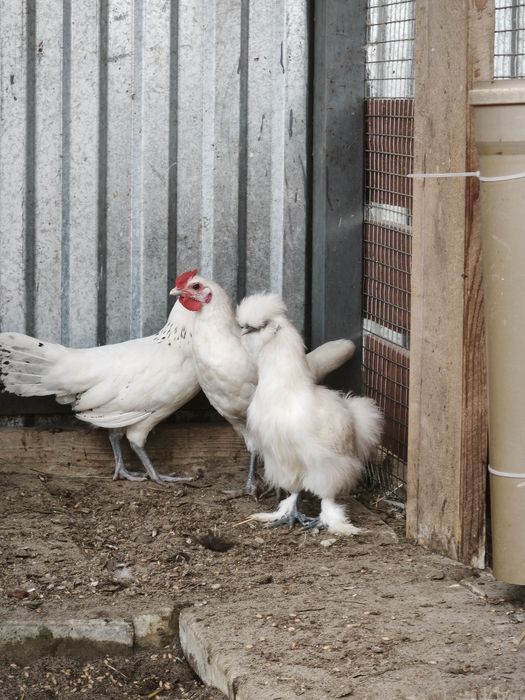 Продам кури та птицю