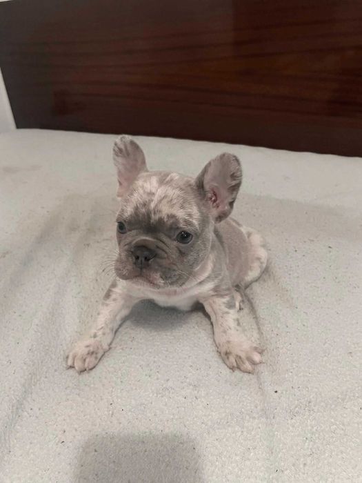 Bulldog francês Macho cor Blue Merle