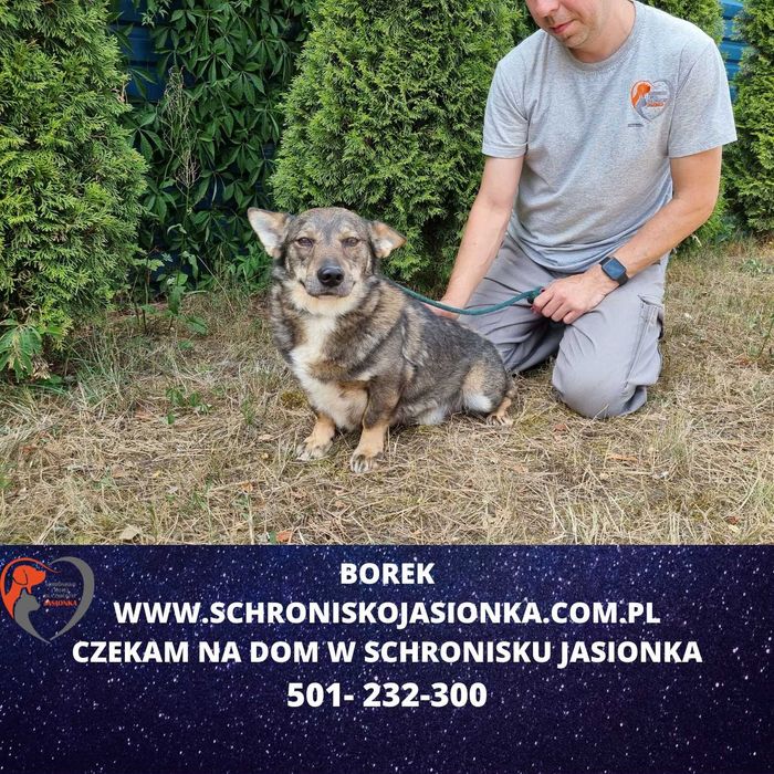 Borek do adopcji – Schronisko Jasionka