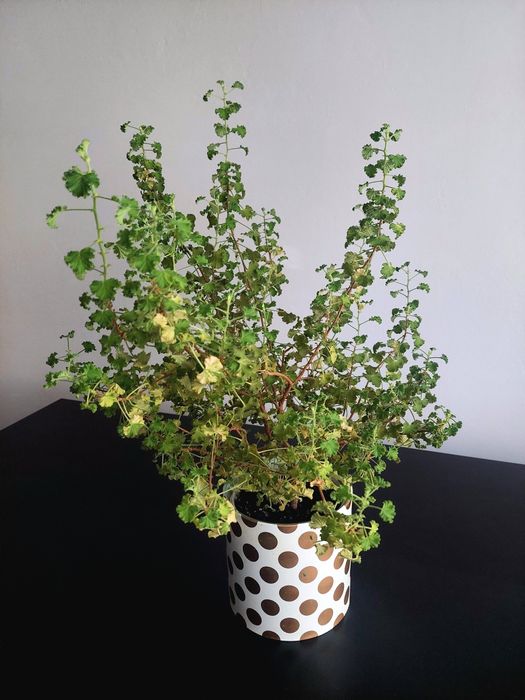 Пеларгонія Crispum Peach Cream - величезне дерево