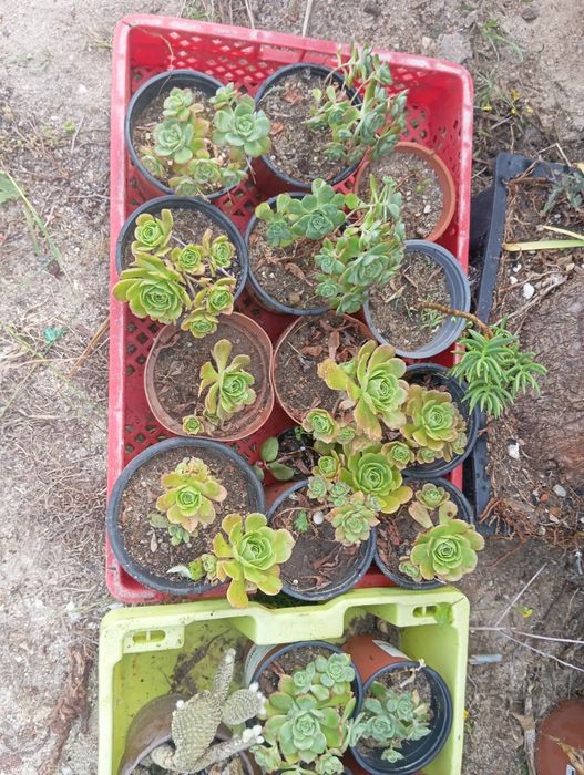 Lote de suculentas 20 unidades por 5€