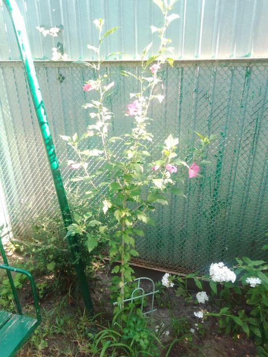 Гібіскус садовий