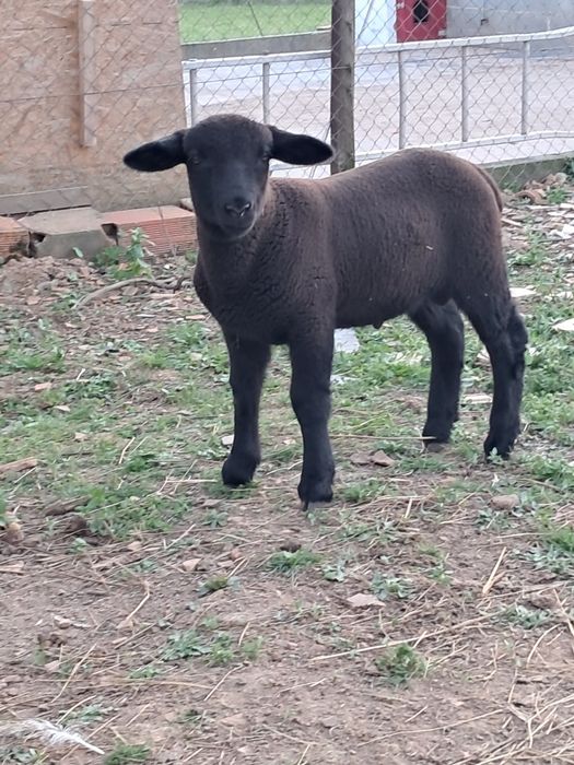 Borrego suffolk cruzado de p3, de parto duplo