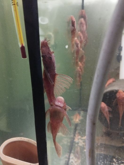 Glonojady super Red zwykłe.