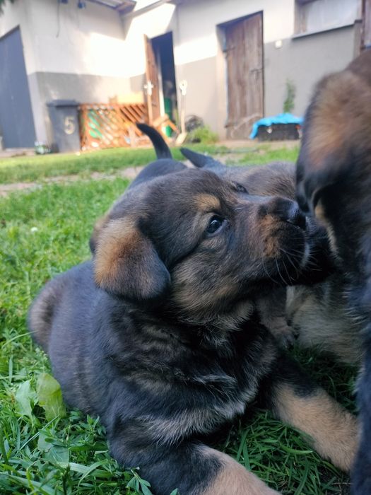 Szczeniaki Cane Corso x Berneński – za darmo