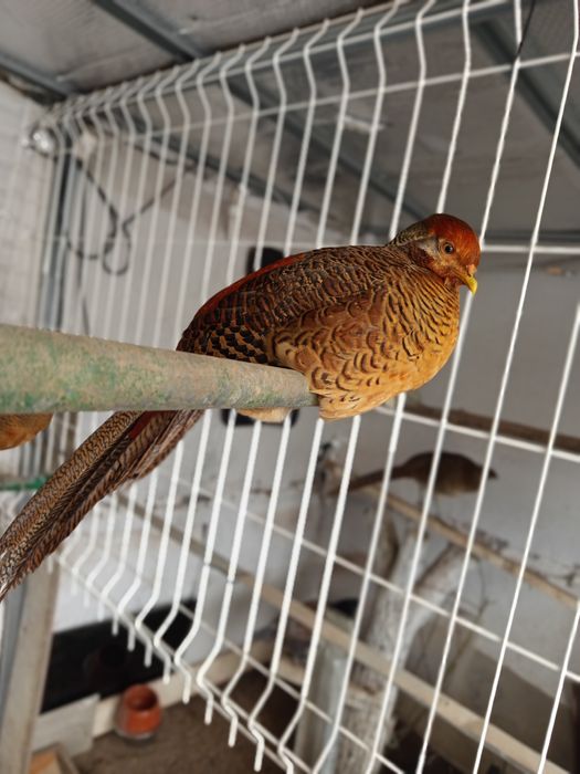 Animais saudáveis e  desparasitados