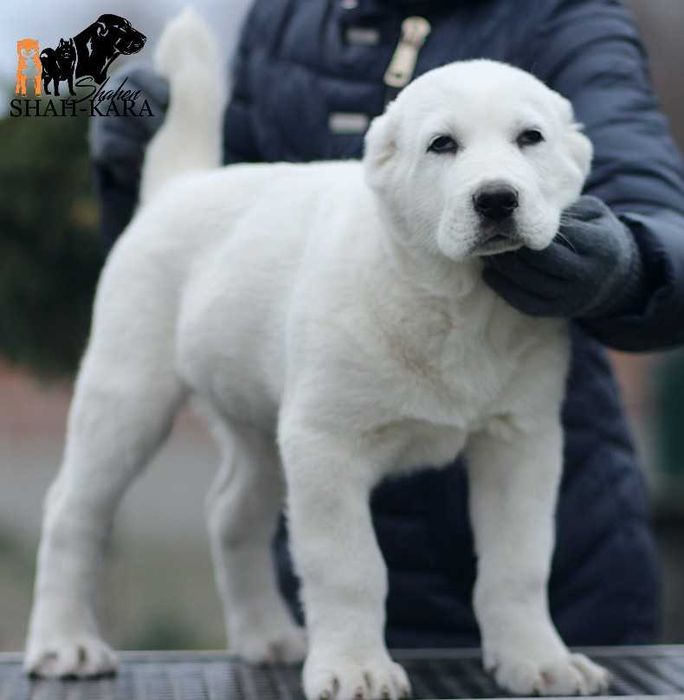 Шикарний білий хлопчик САВ