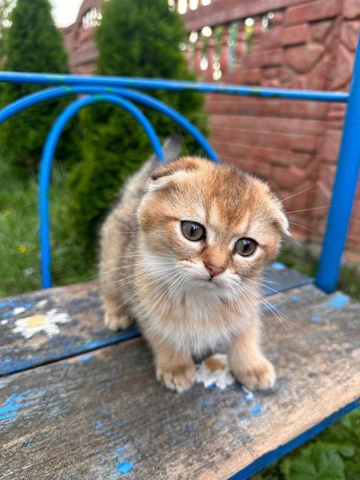 Продаемо чудових котенят !