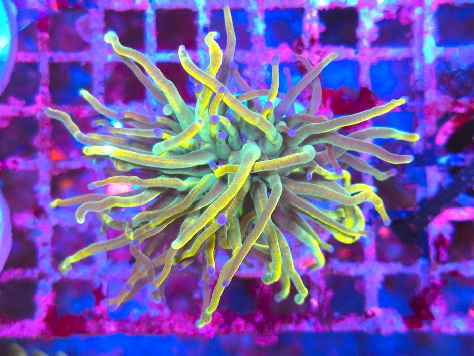 Euphyllia glabrescens Rapunzel Koralowiec LPS Akwarium Morskie