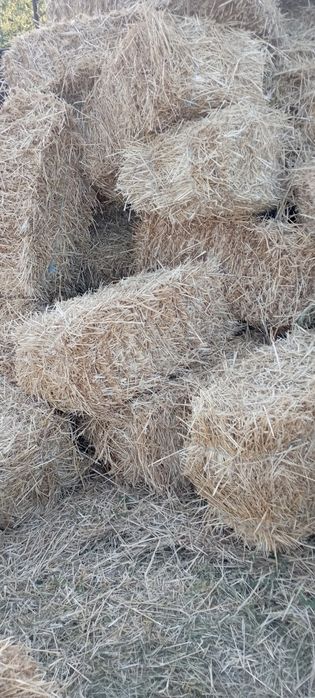 Солома пшеничная, ячневая свежий укос 2025 г
