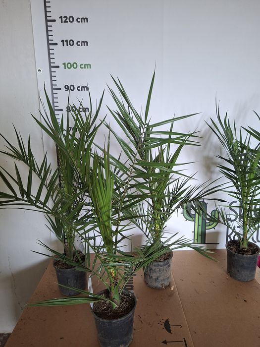 Phoenix canariensis Daktylowiec Kanaryjski Palma WYSYŁKA