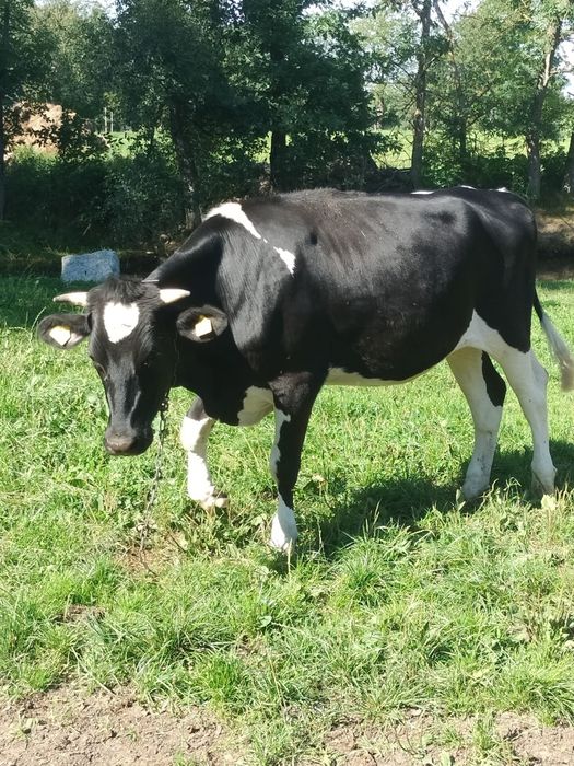 Jałówka 18 miesieczna