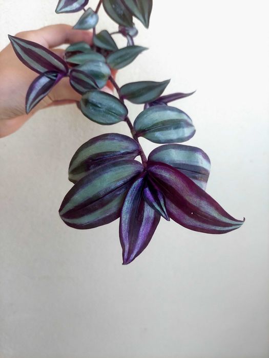 Tradescantia zebrina