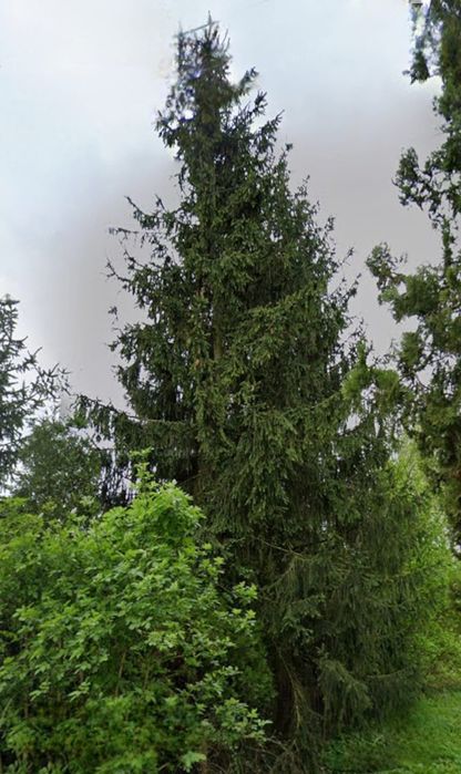 Oddam świerki za wycinkę