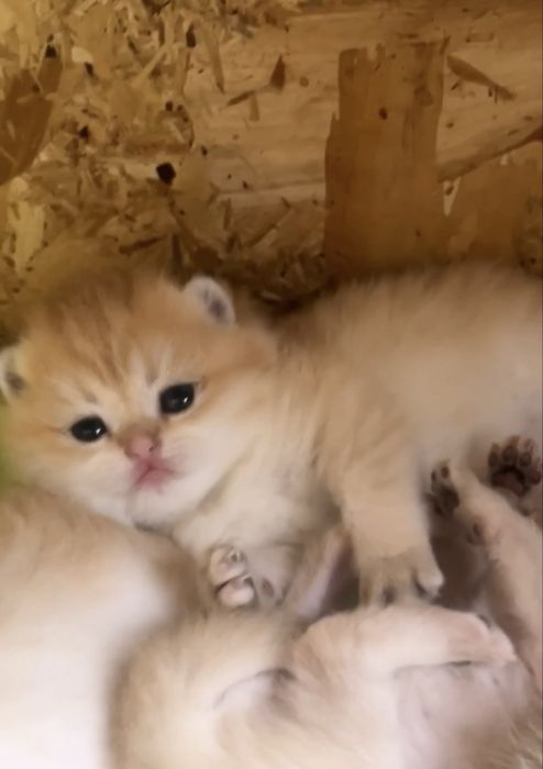 Чудо дівчинка шотландська