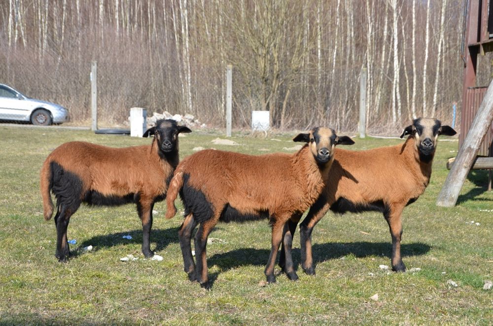 Owce Baran kameruńskie TRYK BARBADOS