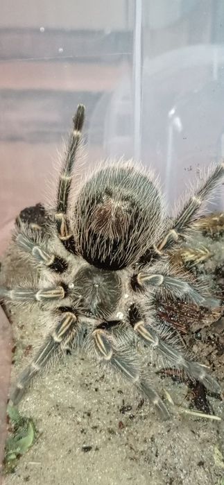 Sprzedam dwa ptaszniki