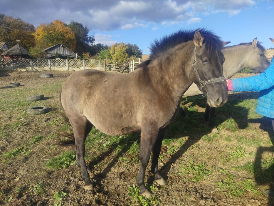 Nordica 3 letnia klacz konika polskiego