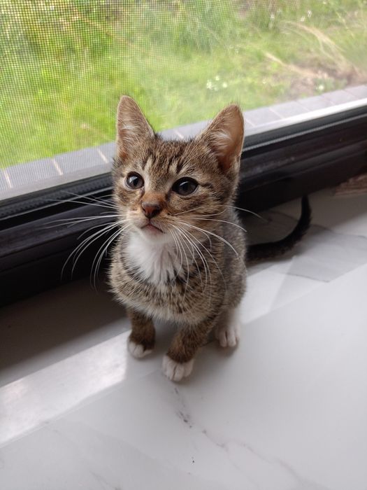 Kocie dzieci czekają na dom