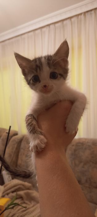 кошеня котик 2 місяці