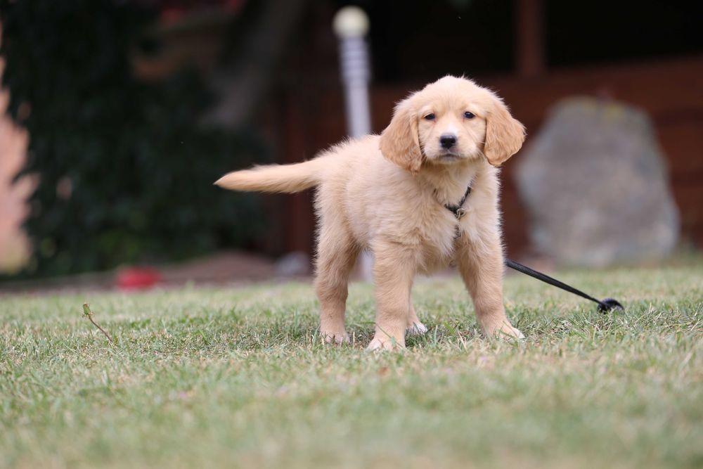 Golden Retriever szczeniak suczka