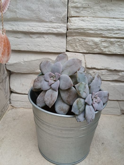 Кімнатний вазон ,суккулент ехеверія лілова