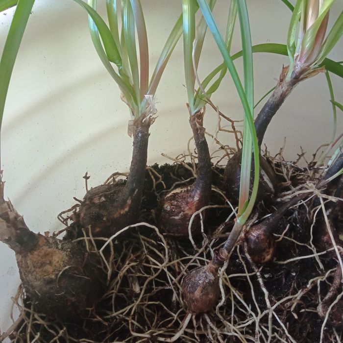 Кімнатна рослина Зефірантес рожевий