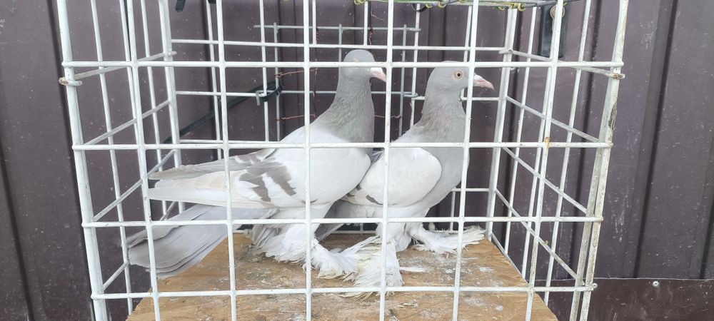 Sprzedam gołębie bociany