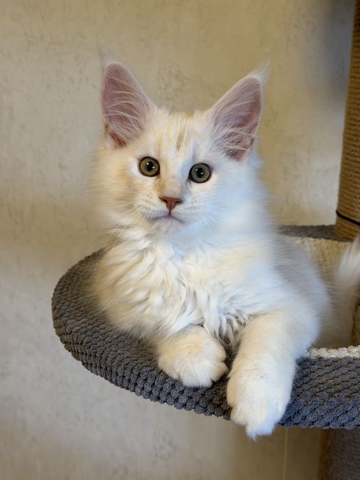 Кошенята Мейн Кун