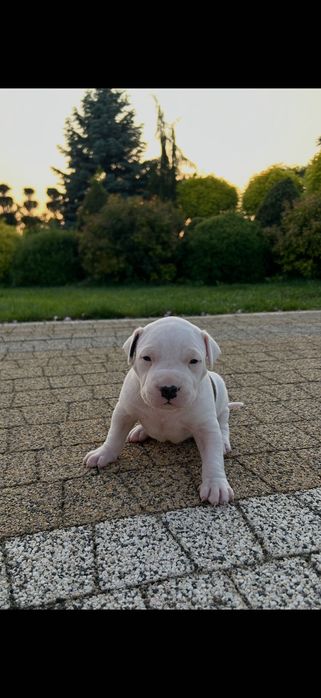 American staffordshire Terrier