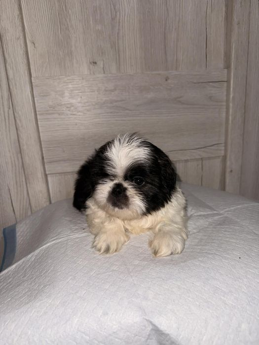 Sprzedam pieska shih tzu