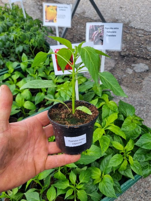 Papryka Habanero red chocolate jalapeno cayenne caroline repear