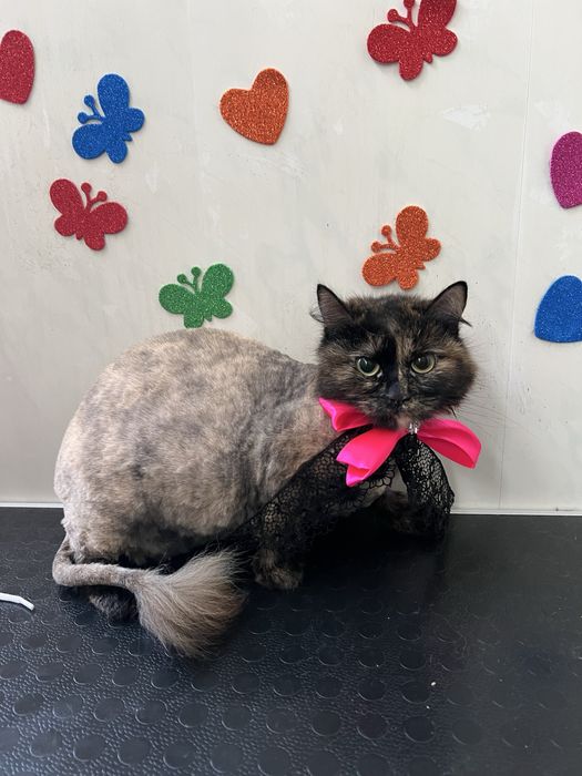 Стрижка домашніх улюбленців, покраска шерсті,декор