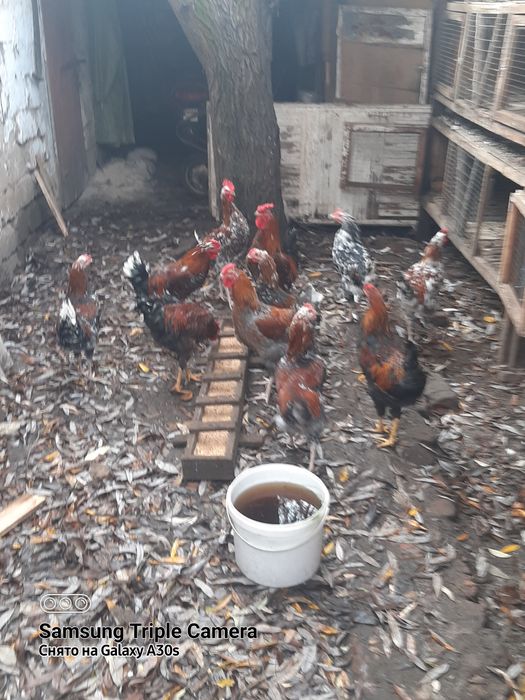 Молодые петушки породы ливенские ситцевые