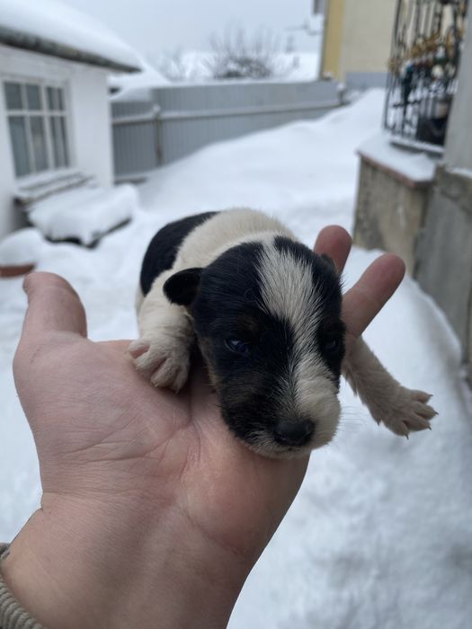 Фокстерєри дуже гарні друзі і охотніки дуже добре ладять з дітками